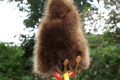 Rabbit with Vegetables
